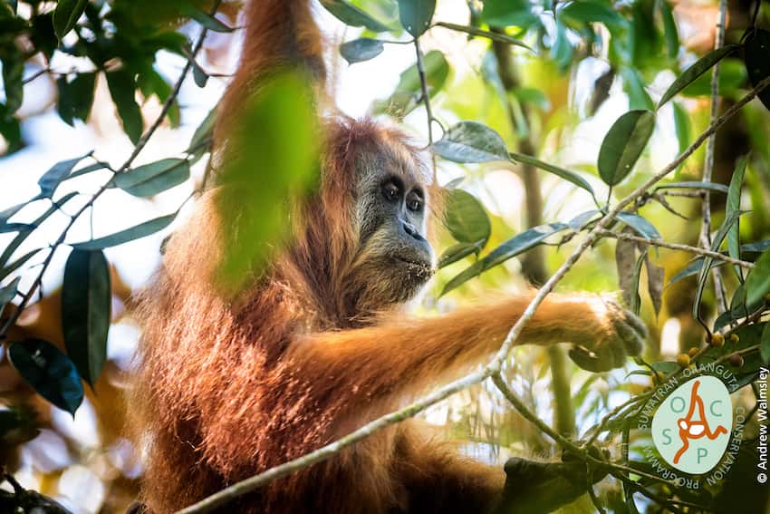 <em>Pongo tapanuliensis,</em> une sous-espèce d’orang-outan de Sumatra. © Andrew Walmsley