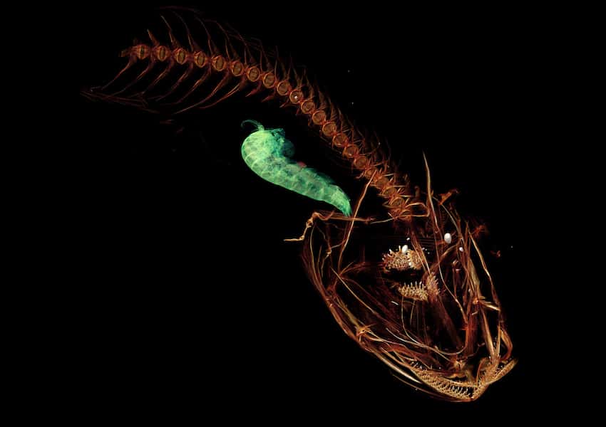 <em>Pseudoliparis swirei</em> vit à plus de 7.000 mètres de profondeur dans la fosse des Mariannes. © Mackenzie Gerringer, university of Washington, Schmidt Ocean Institute