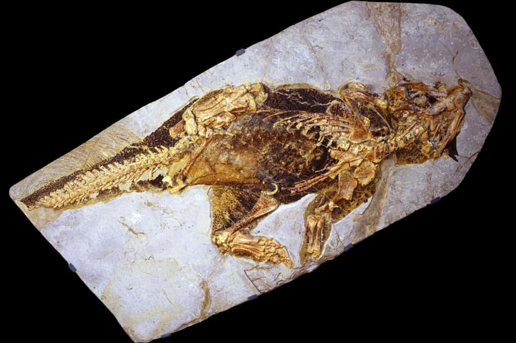 Le squelette de ce <em>Psittacosaurus sp</em> est complet et on peut même voir des empreintes de parties molles ainsi que des restes de pigmentation. © Jakob Vinther, <em>University of Bristol</em>, Bob Nicholls