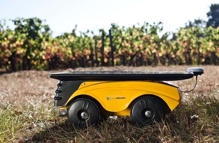 Le robot de Vitirover a commencé sa carrière dans les vignes. En troupeau, il permet aujourd'hui un service de désherbage sans produit chimique. © Vitirover