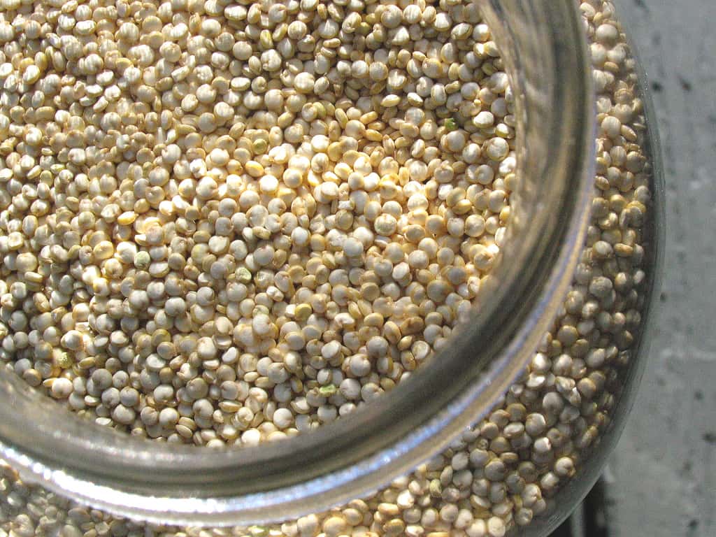 Le quinoa est très apprécié des végétariens car il est riche en protéines. © Nerissa’s ring, Flickr
