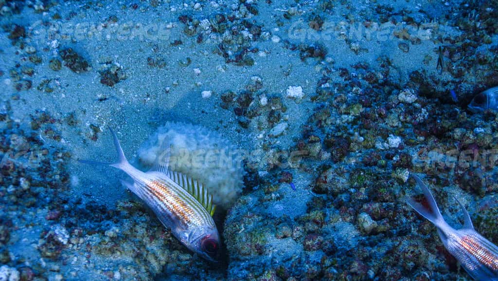 La diversité des espèces de ce récif installé dans un environnement très particulier est un trésor pour les biologistes marins. © Greenpeace