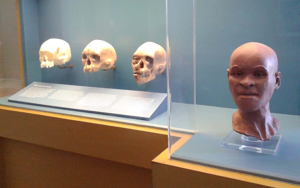 Le Musée national du Brésil avait déjà reconstitué un modèle du faciès de Luzia, le plus ancien squelette retrouvé au Brésil, datant de 9 500 avant J.-C. © Dornicke, Wikimedia Commons