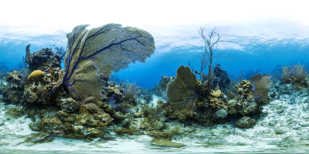 Lighthouse Reef est un petit atoll à 70 km du continent et de Belize City. Il est célèbre pour son Grand Trou bleu. Cette image donne la mesure de la beauté des récifs coralliens en ce lieu. © <em>Catlin Seaview Survey</em>
