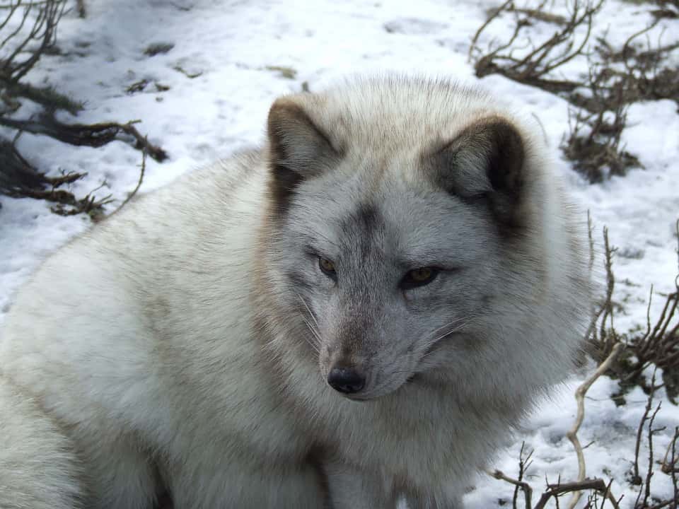 Un renard polaire, avec son pelage différent de celui du renard roux, qui lui permet de résister à des températures très basses. © Domaine public