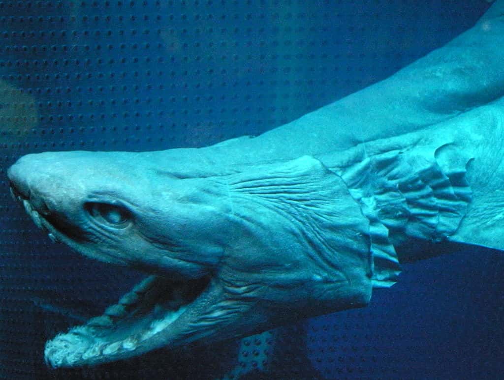 Le requin-lézard (<em>Chlamydoselachus anguineus</em>, Garman, 1884) peut atteindre deux mètres de longueur. Il vit le plus souvent dans les profondeurs abyssales et ressemble à une espèce disparue. Son corps ressemble à une anguille mais il paraît plus raide. © Open Cage, CC by-sa 2.5