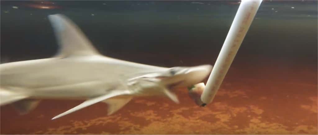 Un requin-marteau tiburo vient avaler l'appétissante bouchée à 90 % végétarienne qui lui est présentée. L'image est extraite d'une vidéo publiée par <em><a href="http://www.youtube.com/watch?v=yzafumkqmCc" title="Meet the world’s first salad-eating shark" target="_blank">Science Magazine</a></em>, commentée en anglais. © <em>Science Magazine</em>