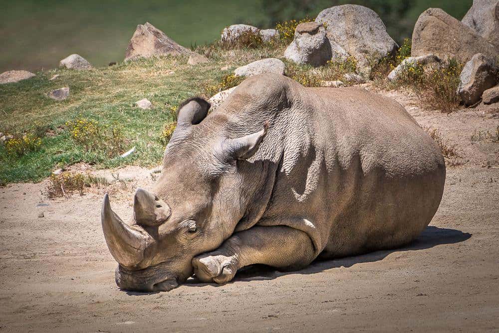 Angalifu, un des derniers rhinocéros blancs du Nord, décédé en 2014. © Helene Hoffman, <em>San Diego Zoo Safari Park</em>