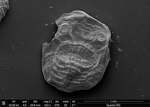 Au microscope électronique à balayage, le modeste <em>Saccorhytus coronarius</em> montre de nombreux détails anatomiques que l'équipe britannique a observés minutieusement. © Jian Han