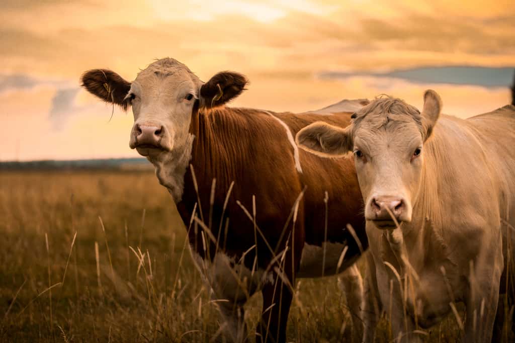 Deux vaches au crépuscule. © Jonathan Rundblad, Fotolia
