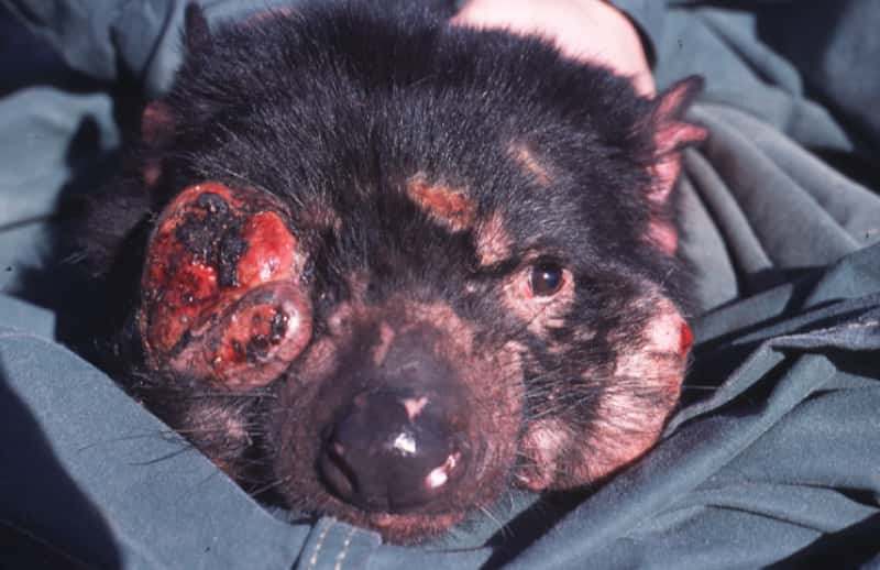 Diable de Tasmanie atteint d’une tumeur cancéreuse. © Menna Jones, Wikipédia, cc by 2.5