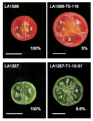 Les fruits obtenus sont plus gros et plus goûteux tout en gardant leur résistance à la sécheresse et à la salinité. © T. Li et al. <em>Domestication of wild tomato is accelerated by genome editing, Nature Biotechnology, </em>octobre 2018. 