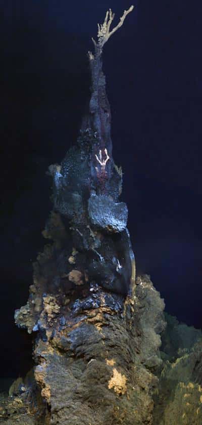 La cheminée baptisée Jabberwocky mesure 6 m de hauteur. C'est un fumeur noir dont les eaux sont très chargées en minéraux et dont les fluides sont très chauds. Dix espèces ont été observées aux alentours. © Jon Copley <em>et al.</em>