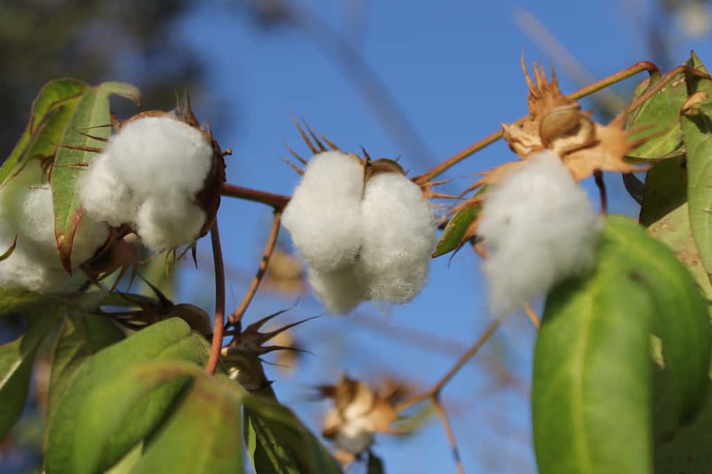 92 % des espèces sauvages de Mésoamérique apparentées au coton cultivé sont menacées d'extinction. © Inifap