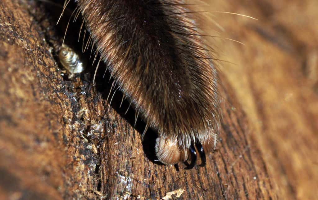 L'extrémité de la patte d'une mygale. Son coussinet est recouvert d'une myriade de poils sensibles aux signaux chimiques avec lesquelles elle « goûte » son environnement. © Jan A. Neethling, 2015