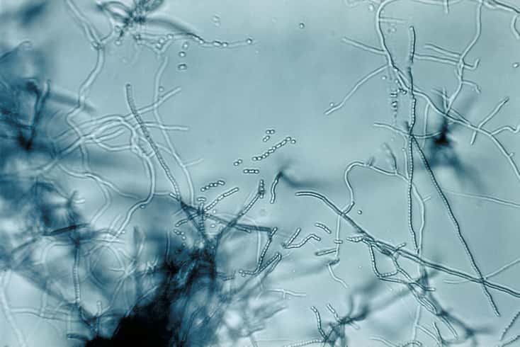 Image de microscopie d'un <em>Streptomyces</em>. Ces bactéries filamenteuses produisent naturellement de très nombreuses molécules chimiques et sont responsables de la production de plusieurs antibiotiques. Les espèces bactériennes marines sont aussi à l’origine de molécules inédites, venant enrichir la famille des antibiotiques existant. © CDC, Wikimedia Commons, DP