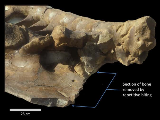 Des traces de morsures répétées sur un os du bassin d'un tricératops. Le coupable est un T-rex qui l'a patiemment brisé en mordant à plusieurs reprises. Les flèches montrent la partie d'os manquante ainsi découpée (<em>Section of bone removed by repetitive biting</em> : partie d'os enlevée par morsures répétitives). © Paul Gignac et Gregory Erickson, <em>Scientific Reports</em>