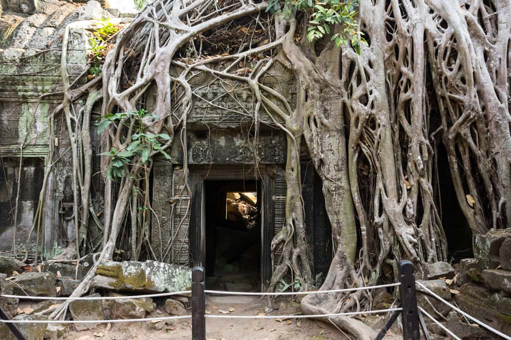 Le figuier du temple du Ta Prohm a fait une apparition remarquée dans le film <em>Tomb Raider</em>. © gumbao - Fotolia.com