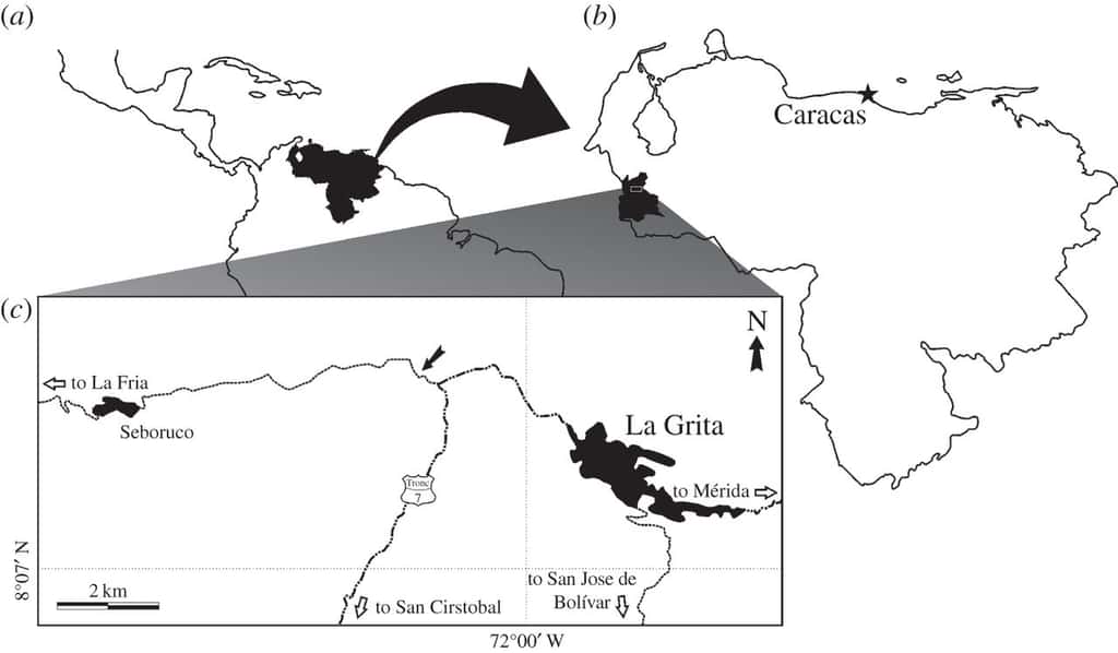Ces cartes permettent de localiser la région où a été découvert le nouveau dinosaure ; (a) indique en noir la localisation du Venezuela, (b) indique Táchira, un état au Venezuela et (c) la région de La Grita ; une fléche noire indique l’emplacement du site de fouille où ont été retrouvé des restes de <em>Tachiraptor admirabilis</em>. © <em>The Royal Society</em>