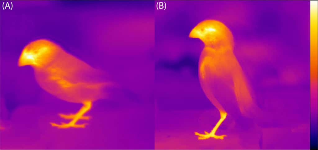 Le bec constitue l'une des parties du corps des oiseaux leur permettant de réguler leur température (échelle de couleur allant du noir, 15 °C, au blanc, 40 °C). Exemple de deux espèces de pinsons de Darwin (A, <em>Geospiza fortis</em>; B, <em>Geospiza fuliginosa</em>). © Tattersall et <em>al.</em>, 2009