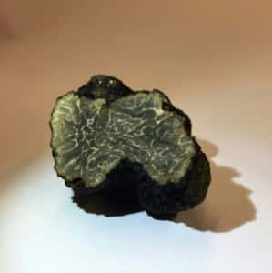 La truffe brumale découverte sur un toit de Paris a été confiée pour étude au Muséum national d'histoire naturelle. © MNHN, AFP