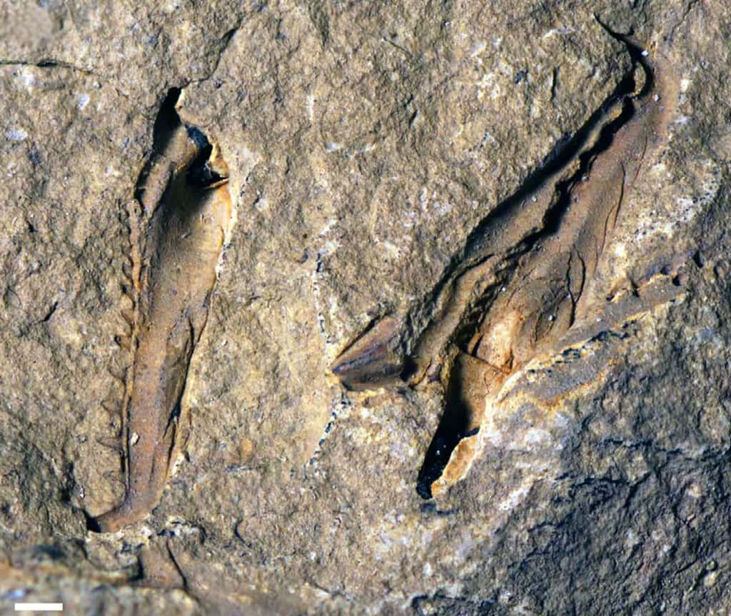 Deux scolécodontes, c’est-à-dire une mâchoire fossile d’un ver marin. La barre d’échelle blanche, en bas à droite, mesure 1 mm. Ces deux lames coupantes atteignent le centimètre et appartenaient, il y a 400 millions d’années, à un ver marin eunicidé disparu, <em>Websteroprion armstrongi. </em>© Luke Parry