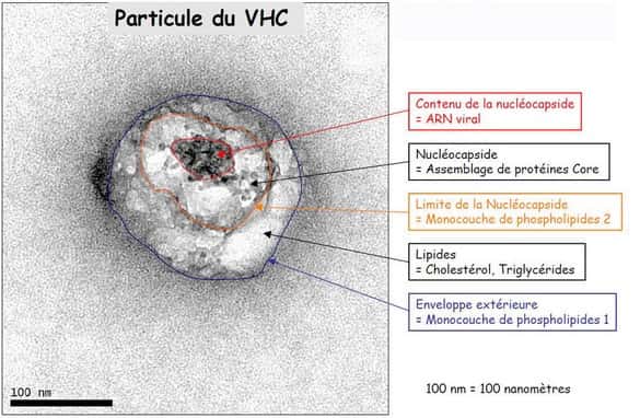 Le virus VHC, agent de l'hépatite C, observé au microscope électronique à transmission. On remarque sa stratégie du cheval de Troie : la particule virale proprement dite, limitée par la nucléocapside, s'est entourée de lipides, prélevés chez son hôte. Le virus ressemble alors à s'y méprendre aux particules virolipidiques circulant dans le sang. Il a fallu 25 ans aux biologistes pour le repérer... © BMJ, <em>British Society of Gastroenterology</em> 2016