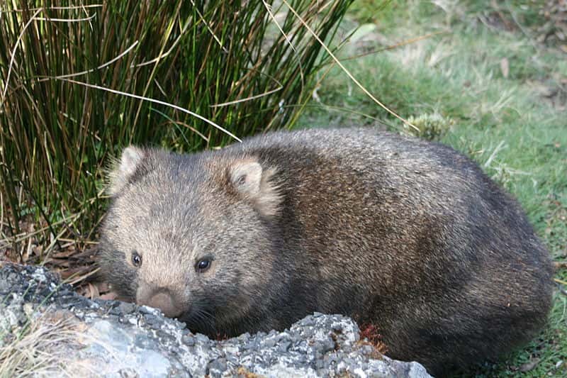 Wombat de Tasmanie. © Poco a poco, Wikipédia, GNU 1.2