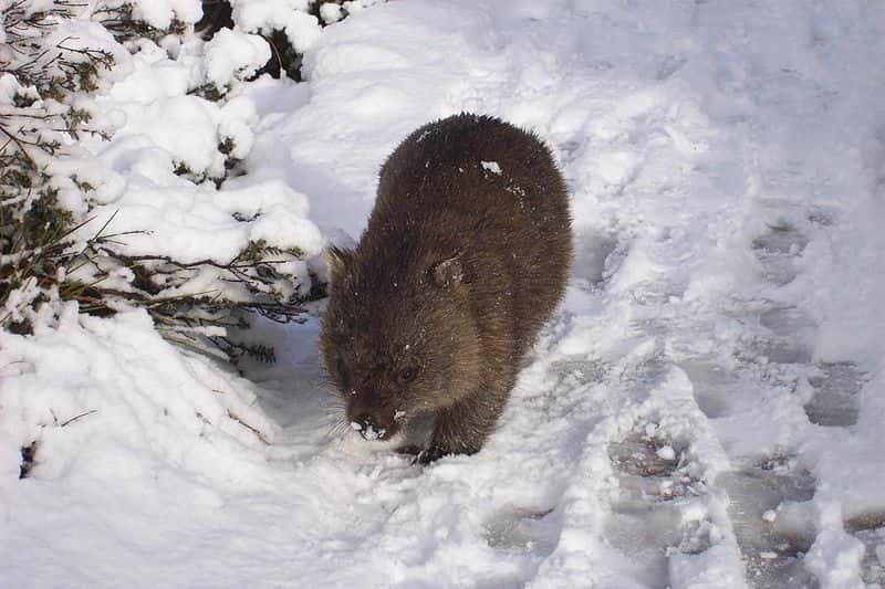 Wombat commun dans la neige. © Brandy Frisky, Wikipédia, GNU 1.2