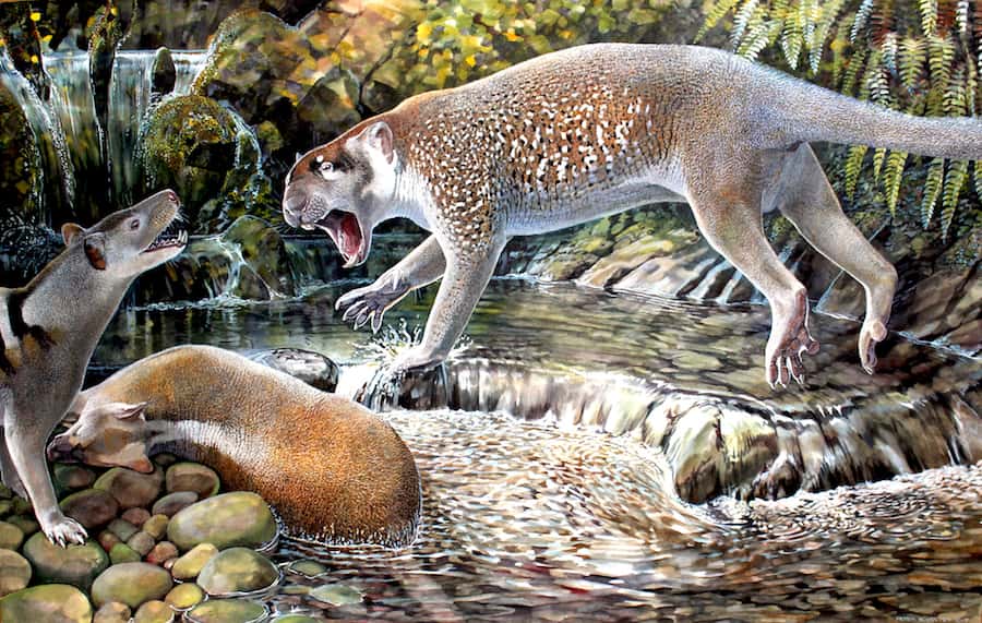 Une illustration du lion marsupial <em>Wakaleo schouteni,</em> qui vivait il y a 23 millions d’années. © Peter Schouten