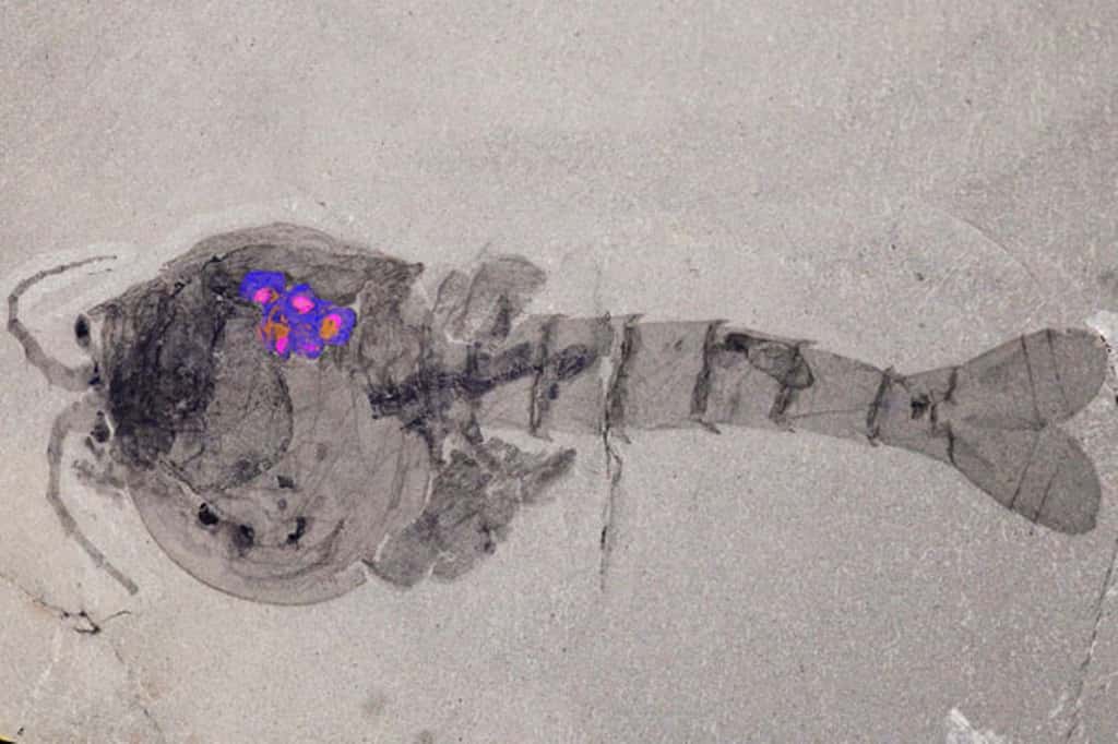 <em>Waptia fieldensis</em> (spécimen ROM 63357 conservé au Musée royal de l'Ontario, à Toronto), avec, en superposition, une image de microscopie électronique à balayage qui souligne la localisation et la structure des œufs. © Musée royal de l'Ontario