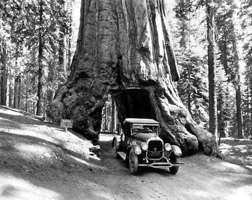 Le tronc de ce sequoia a été creusé en tunnel en 1881 pour attirer les touristes. © AaronY, Wikipedia