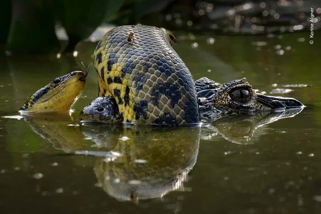 « <em>Wetland Wrestle</em> ». © Karine Aigner