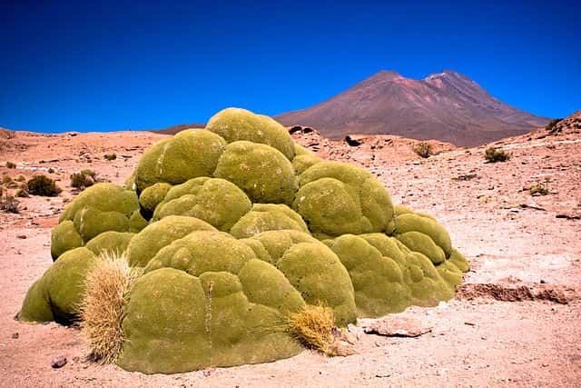 Azorella compacta, aussi connue sous le nom de yareta, pousse en Amérique du Sud entre 3.200 et 5.000 mètres d'altitude. Sa pousse est très lente (un millimètre par an) et sa longévité atteint 3.000 ans. © Pedro Szekely, Wikimedia Commons, CC by-sa 2.0