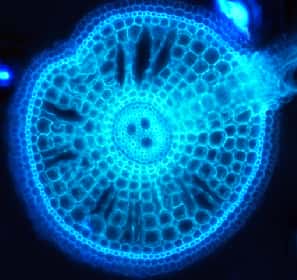 Cette coupe horizontale d'une racine de riz est observée en microscopie à fluorescence, il n'y a pas de coloration. On reconnaît les aérenchymes qui forment des déchirures. © Sergi Navarro Sanz
