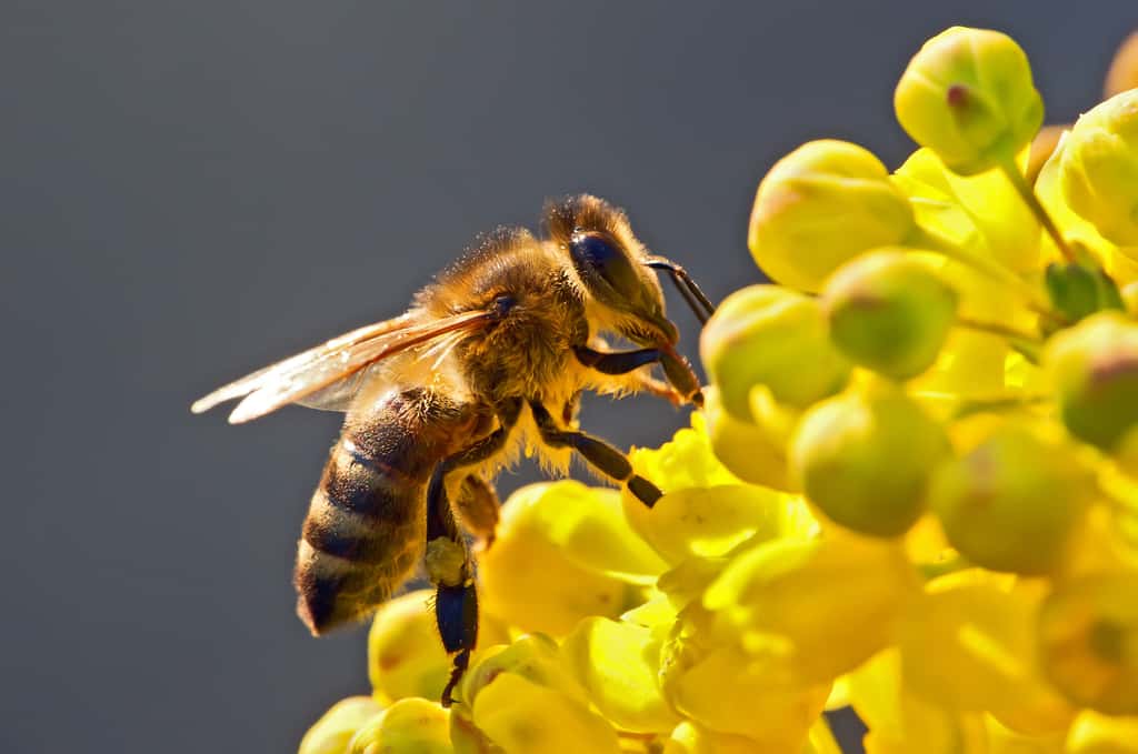 L'abeille est le seul hyménoptère qui fabrique du miel. © Zoltán Futó, Adobe Stock