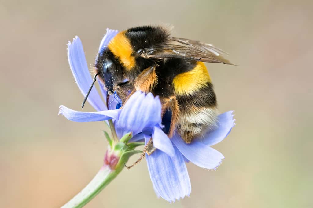 Le bourdon est plus trapu que l'abeille et ses poils sont plus vifs. © Heather Jane, Adobe Stock