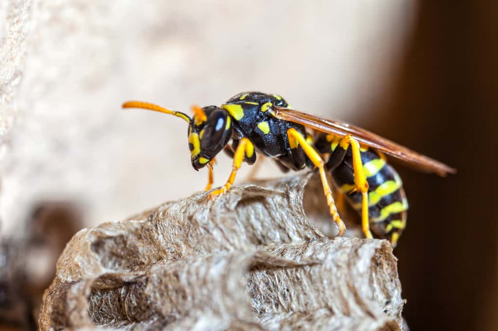 Contrairement à l'abeille, la guêpe est dépourvue de poils. © McCarthys_PhotoWorks, Adobe Stock