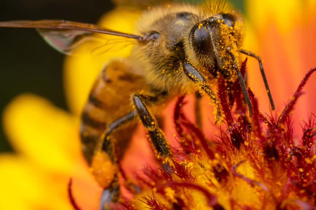Les chercheurs de l’université du Texas recommandent désormais à ceux qui tiennent à continuer d’employer du glyphosate d’éviter tout de même de le pulvériser sur les plantes à fleurs les plus appréciées par les abeilles. © Alex Wild, Université du Texas à Austin