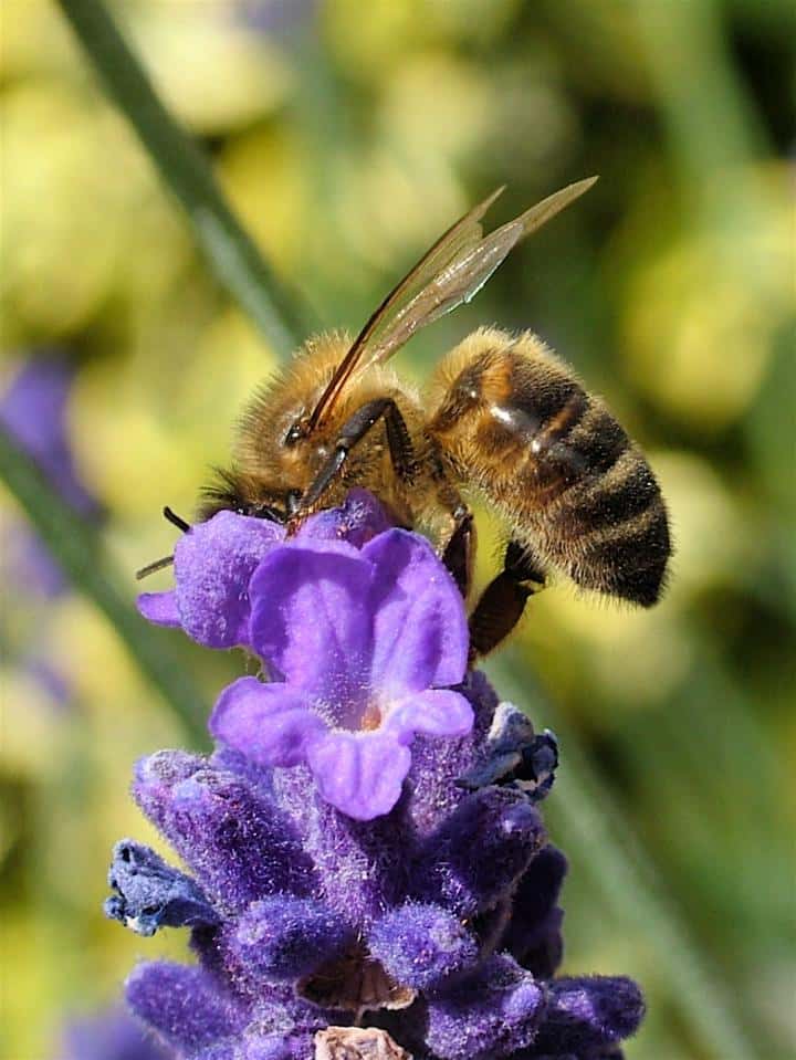 Cette abeille visite trois fois moins les fleurs de lavande qu'un bourdon. © Professeur Francis Ratnieks, Université de Sussex (Angleterre)