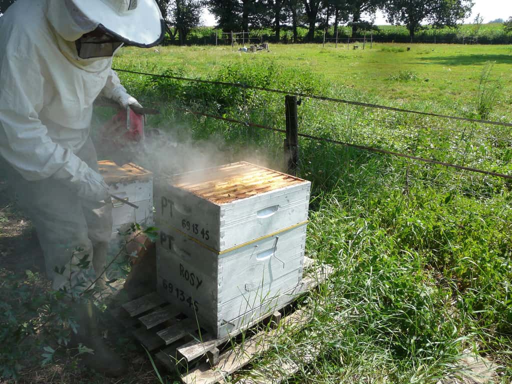 Lorsque l’apiculteur enfume ses abeilles, elles perdent de leur agressivité à son encontre et il peut ensuite procéder aux tâches qui lui incombent. © yves Tennevin, Flickr, CC by-sa 2,0
