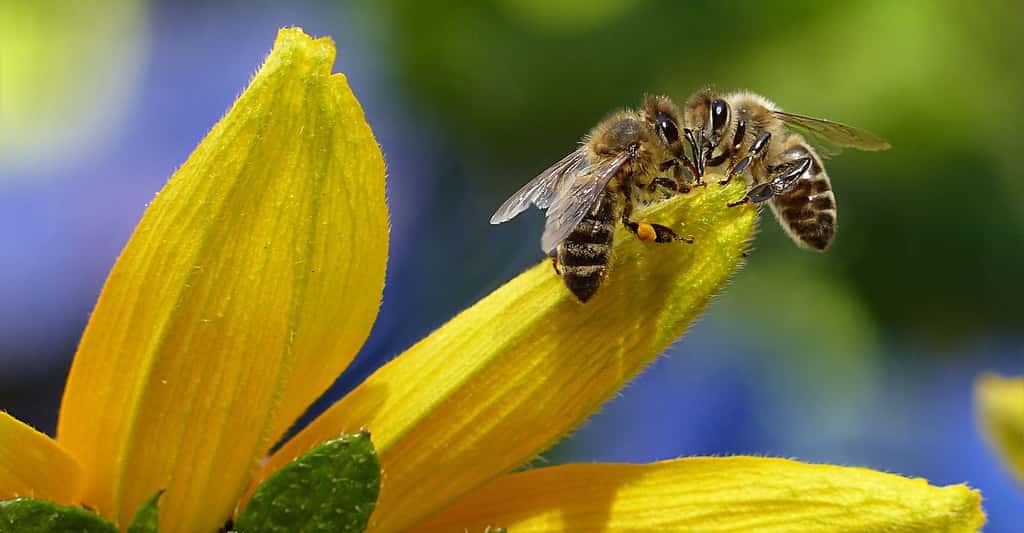 Si trop d'abeilles sont transformées en zombies par les mouches, c'est toute la colonie qui peut se trouver déstabilisée. © Oldiefan, Pixabay, CC0