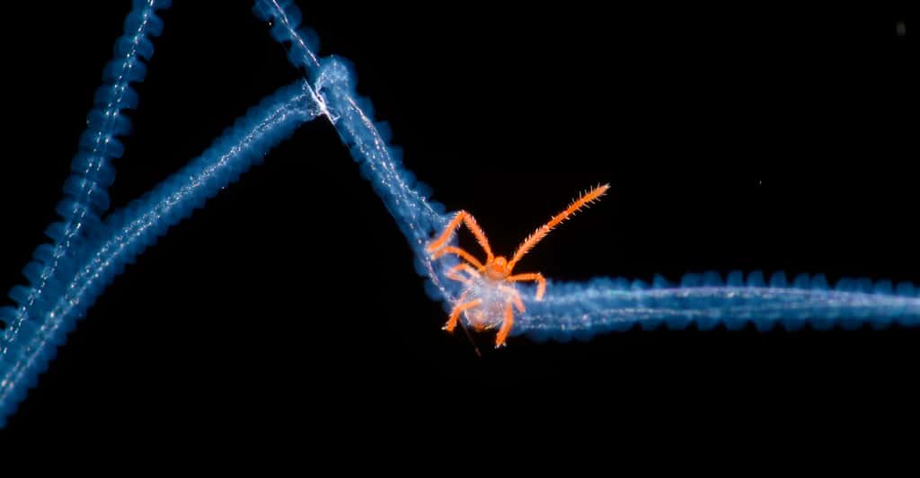 Photo d’un acarien pris dans une toile d’araignée intitulée<em>Acari trapped in spiderweb.</em> © Bernardo Segura, université du Chili