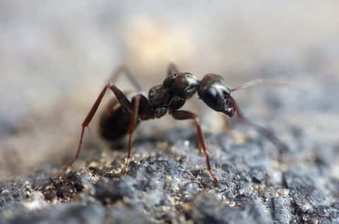 L’acide méthanoïque est aussi appelé acide formique car il est sécrété naturellement par les fourmis, mais aussi par une poignée d’autres insectes. © PxHere