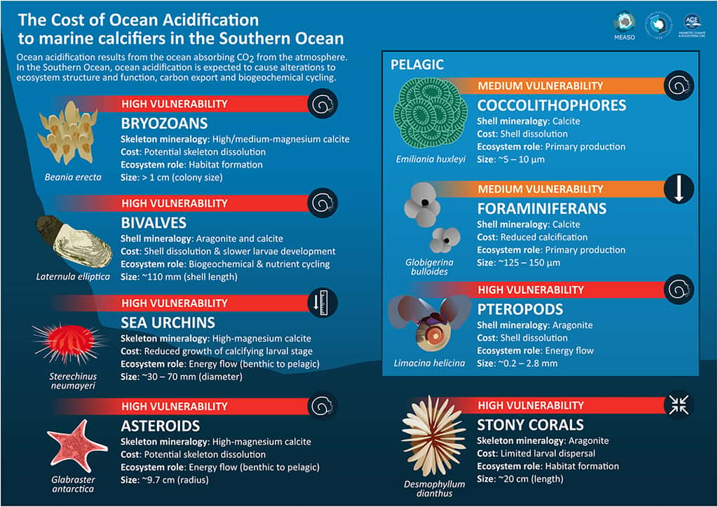 L'acidification de l'océan Austral affecte différemment plusieurs groupes d'organismes marins. © Figuerola et <em>al.</em>, 2021