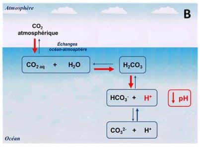 Impact du CO<sub>2</sub> sur la chimie et l'acidification des océans. © Fanny Noisette, Thèse de doctorat. Université Pierre et Marie Curie-Paris VI