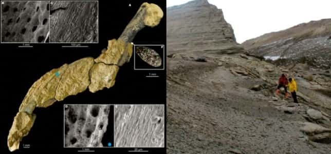 Des chercheurs ont découvert l'aile articulée d'un manchot datant de 43 millions d'années, sur l'île de Marambio, en Antarctique. © Instituto Antártico Argentino, AFP