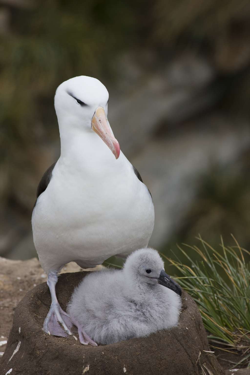 Le taux de divorce chez les albatros à sourcils noirs dépend avant tout de la capacité des couples à élever leurs petits. © Darrell Gulin, Danita Delimont, Adobe Stock