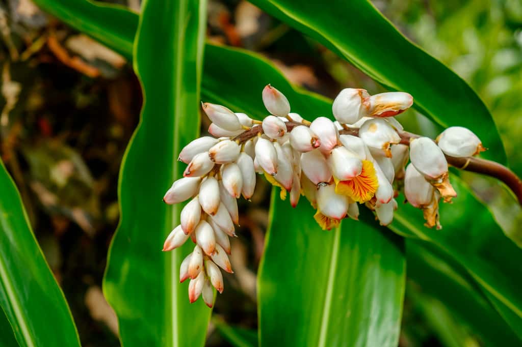 Appartenant aux Magnoliophytes, <em>Alpinia zerumbet</em> est présente dans diverses régions du monde, dont Okinawa mais aussi la Martinique. © Eric Laudonien, Adobe Stock