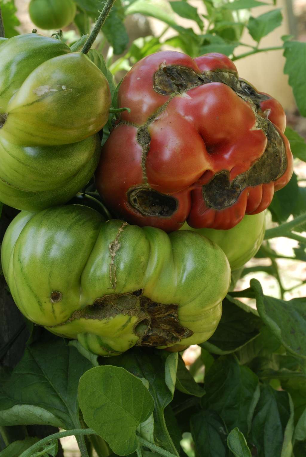 L'alternariose de la tomate peut toucher les feuilles mais le fruit également, elle est causée par le champignon <em>Alternaria solani</em>. © coulanges, Adobe Stock